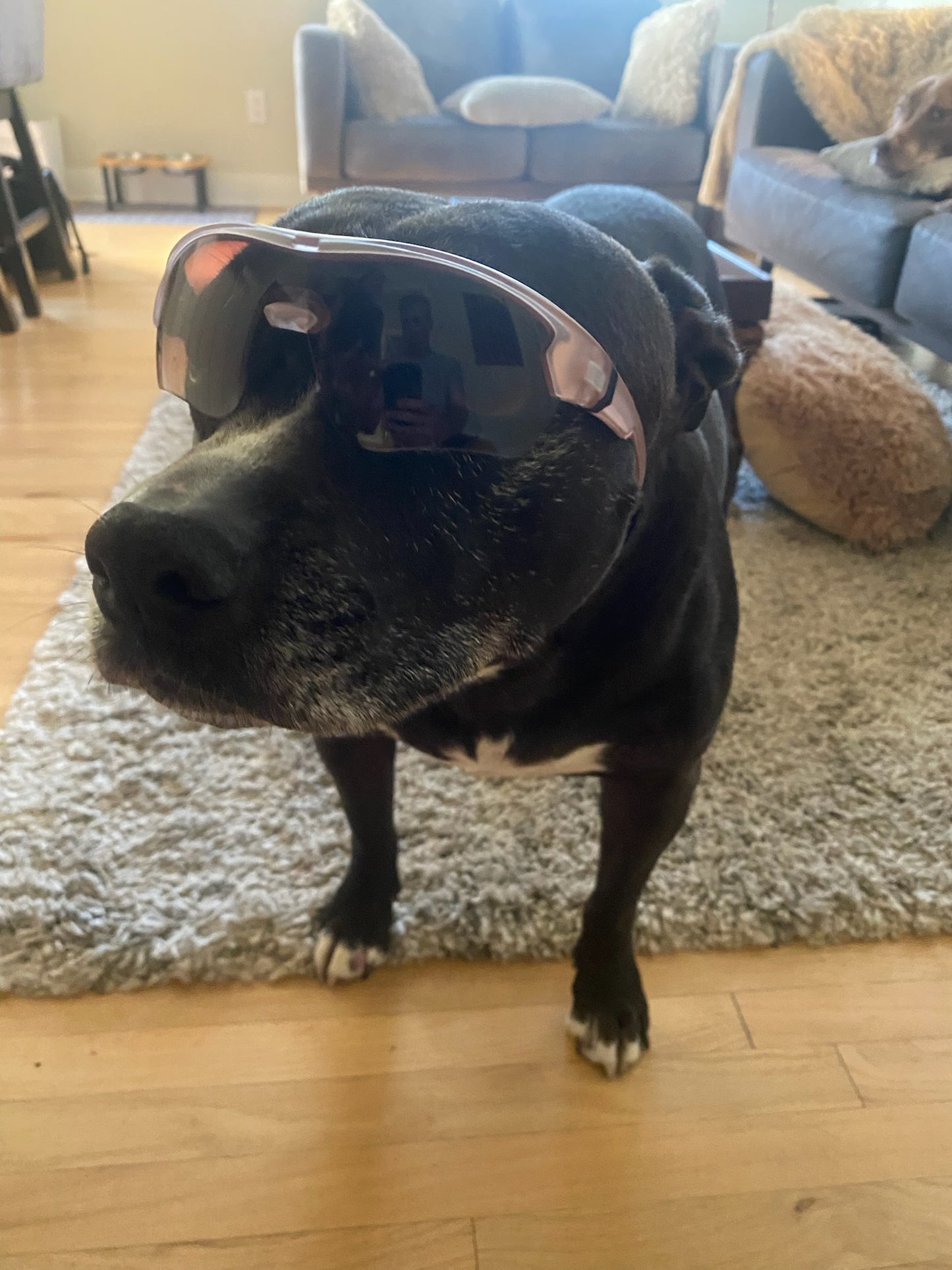 Stella
